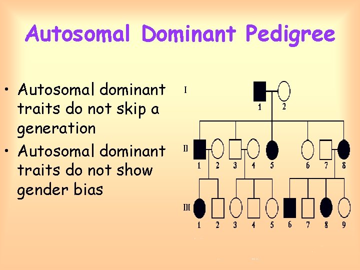 Autosomal Dominant Pedigree • Autosomal dominant traits do not skip a generation • Autosomal