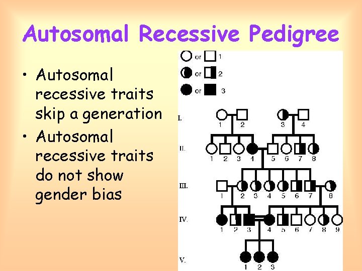 Autosomal Recessive Pedigree • Autosomal recessive traits skip a generation • Autosomal recessive traits