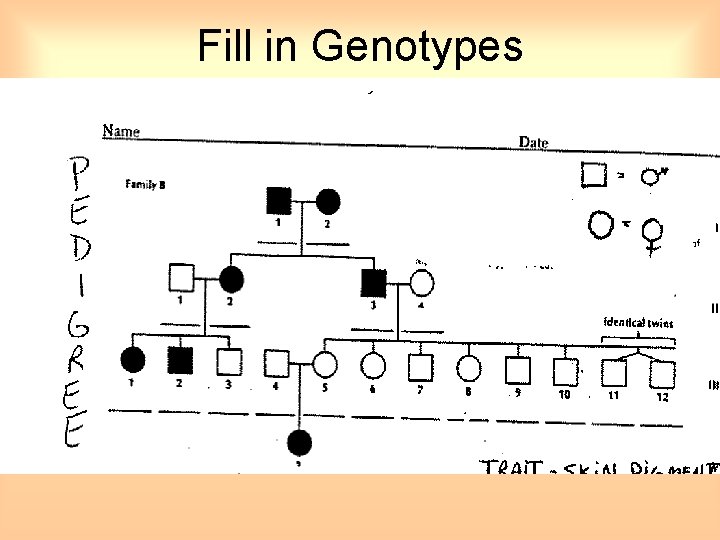 Fill in Genotypes 