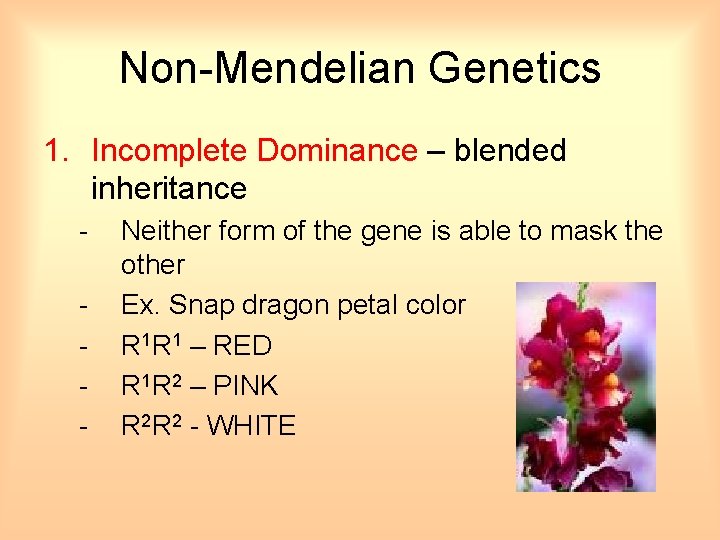 Non-Mendelian Genetics 1. Incomplete Dominance – blended inheritance - Neither form of the gene