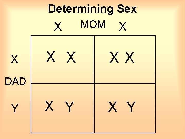 Determining Sex X X MOM X X X Y X Y DAD Y 