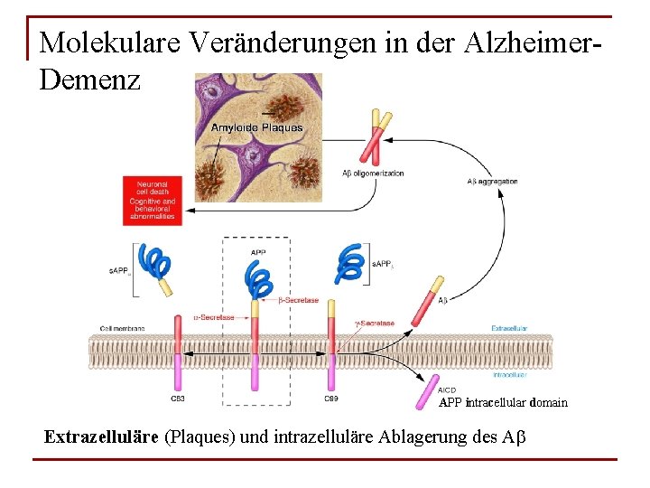 Molekulare Veränderungen in der Alzheimer. Demenz APP intracellular domain Extrazelluläre (Plaques) und intrazelluläre Ablagerung