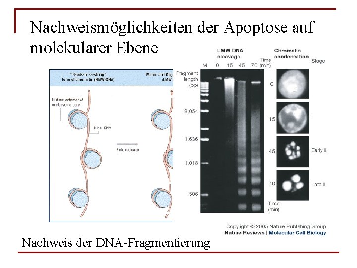 Nachweismöglichkeiten der Apoptose auf molekularer Ebene Nachweis der DNA-Fragmentierung 