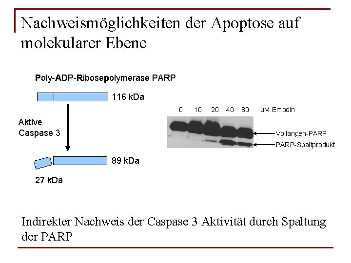 Nachweismöglichkeiten der Apoptose auf molekularer Ebene Poly-ADP-Ribosepolymerase PARP 116 k. Da 0 Aktive Caspase