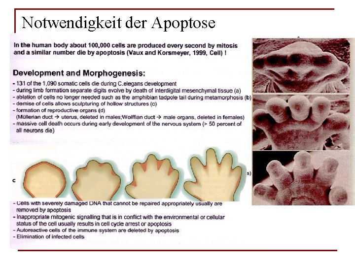 Notwendigkeit der Apoptose 