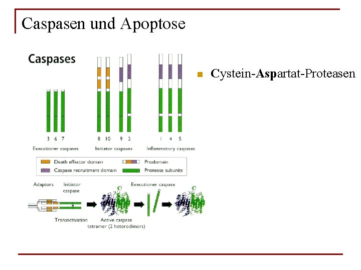 Caspasen und Apoptose n Cystein-Aspartat-Proteasen 