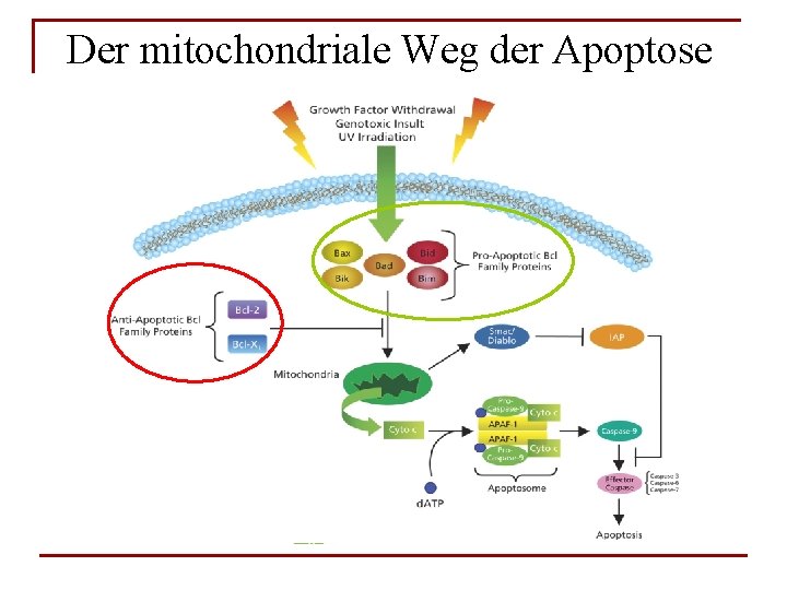 Der mitochondriale Weg der Apoptose 