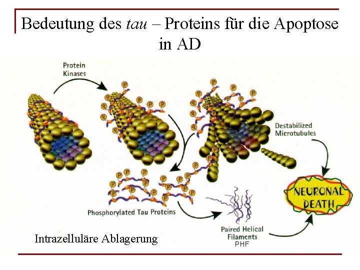 Bedeutung des tau – Proteins für die Apoptose in AD Tau erfährt Konformationsänderungen in
