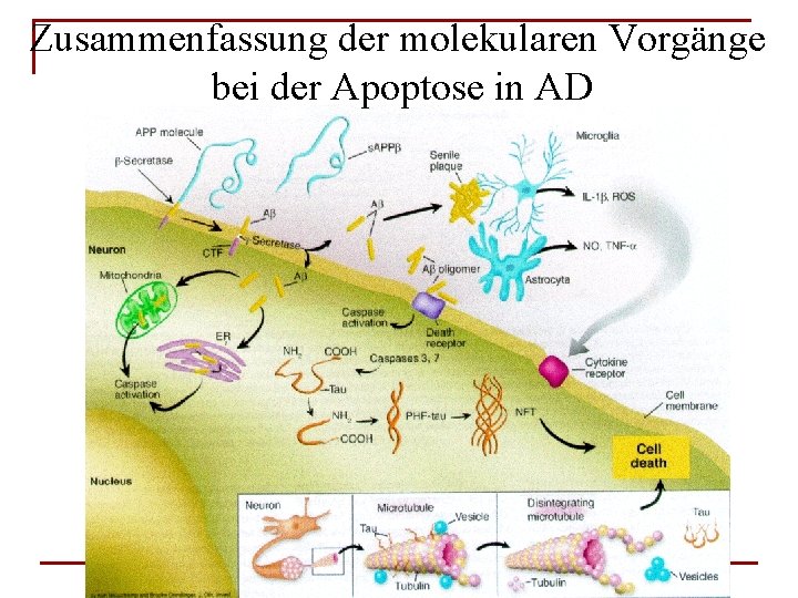 Zusammenfassung der molekularen Vorgänge bei der Apoptose in AD 