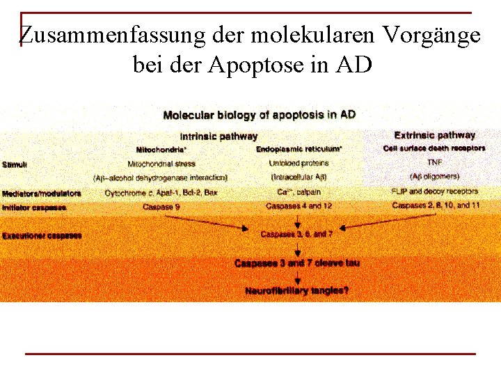 Zusammenfassung der molekularen Vorgänge bei der Apoptose in AD 