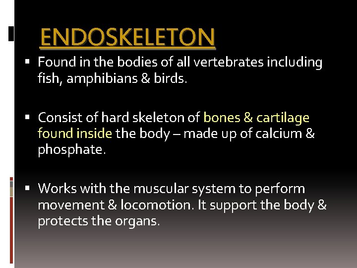 ENDOSKELETON Found in the bodies of all vertebrates including fish, amphibians & birds. Consist