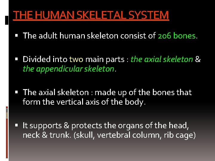 THE HUMAN SKELETAL SYSTEM The adult human skeleton consist of 206 bones. Divided into