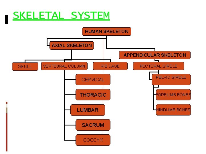 SKELETAL SYSTEM HUMAN SKELETON AXIAL SKELETON APPENDICULAR SKELETON SKULL VERTEBRAL COLUMN RIB CAGE CERVICAL