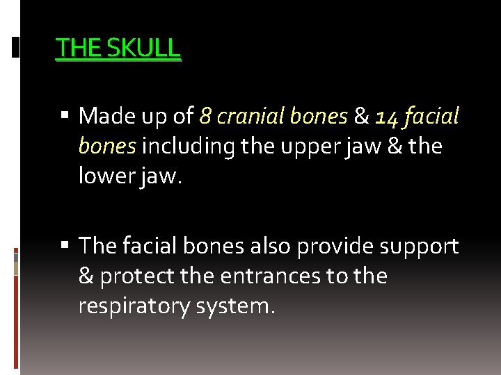THE SKULL Made up of 8 cranial bones & 14 facial bones including the