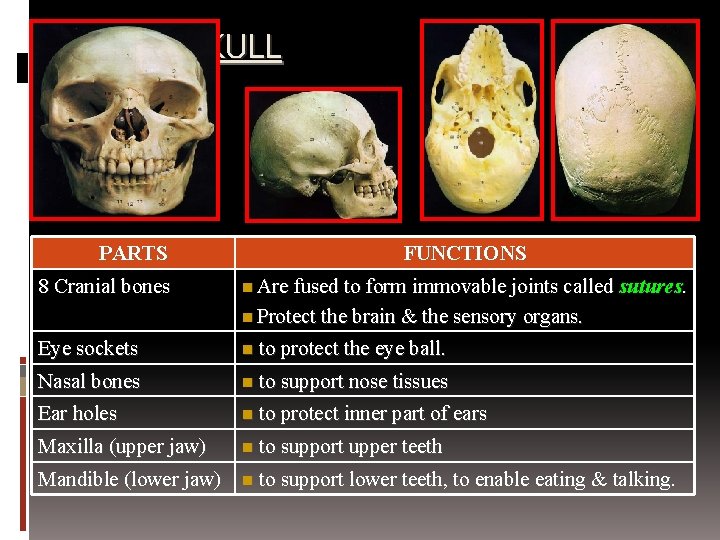 SKULL PARTS 8 Cranial bones FUNCTIONS n Are fused to form immovable joints called
