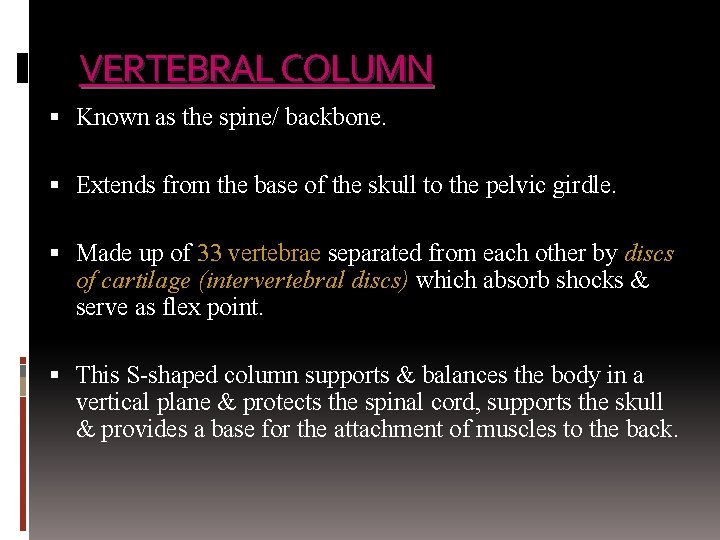 VERTEBRAL COLUMN Known as the spine/ backbone. Extends from the base of the skull