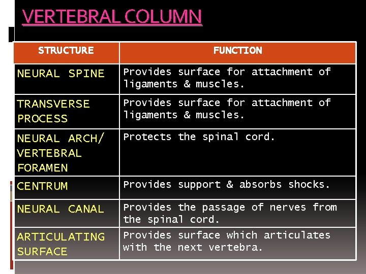 VERTEBRAL COLUMN STRUCTURE FUNCTION NEURAL SPINE Provides surface for attachment of ligaments & muscles.