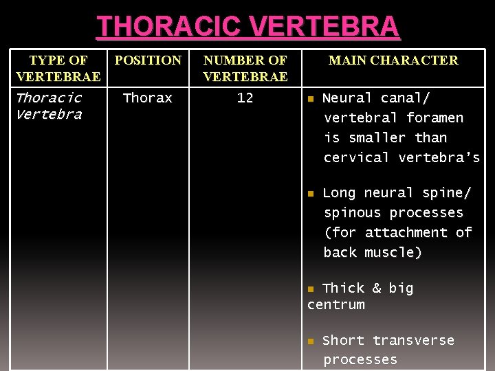 THORACIC VERTEBRA TYPE OF POSITION VERTEBRAE Thoracic Vertebra Thorax NUMBER OF VERTEBRAE 12 MAIN