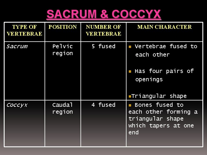 SACRUM & COCCYX TYPE OF VERTEBRAE Sacrum POSITION NUMBER OF VERTEBRAE Pelvic region 5