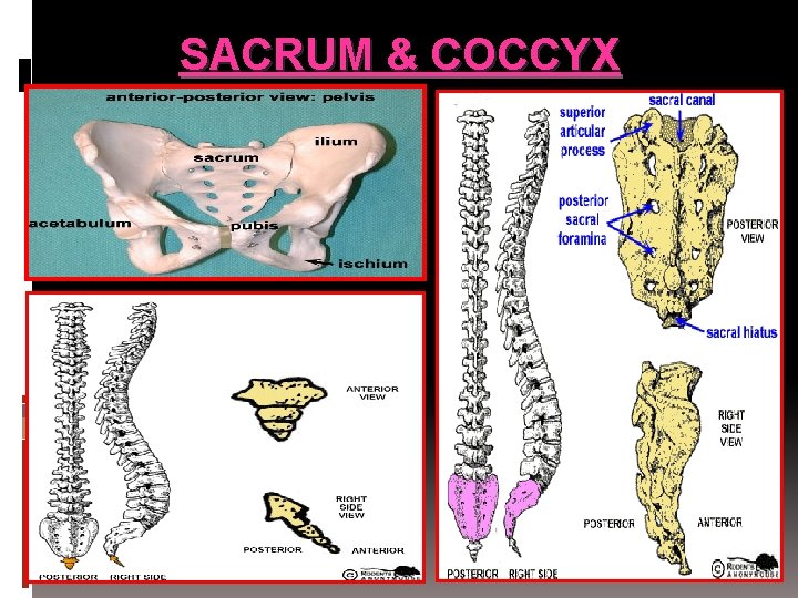 SACRUM & COCCYX 