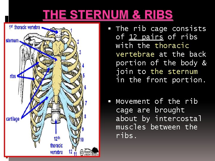 THE STERNUM & RIBS The rib cage consists of 12 pairs of ribs with