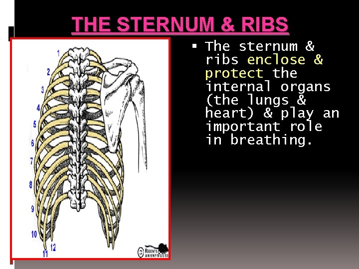 THE STERNUM & RIBS The sternum & ribs enclose & protect the internal organs