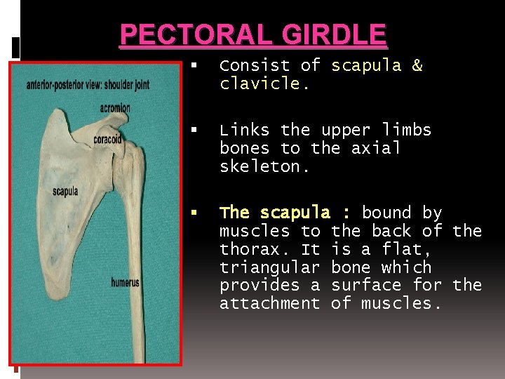 PECTORAL GIRDLE Consist of scapula & clavicle. Links the upper limbs bones to the