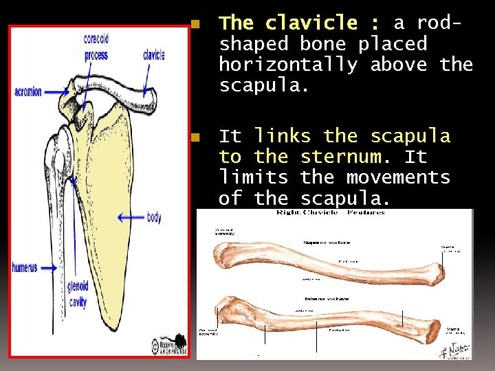 n The clavicle : a rodshaped bone placed horizontally above the scapula. n It