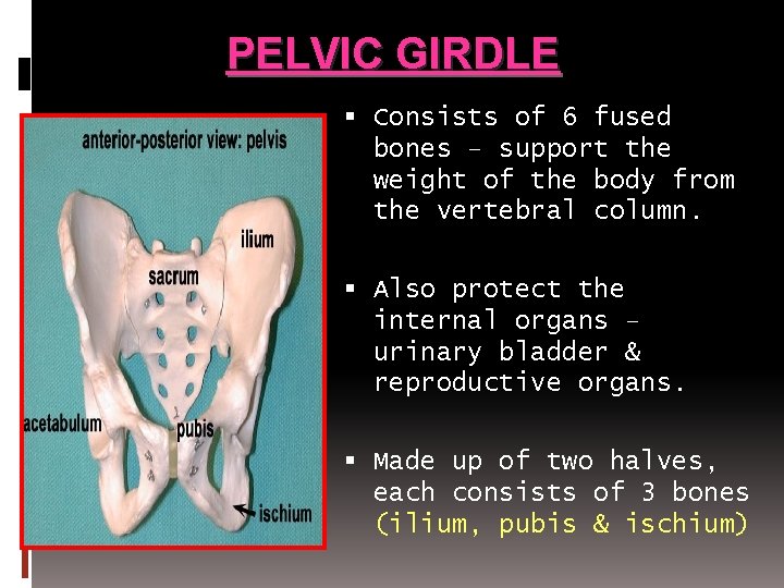 PELVIC GIRDLE Consists of 6 fused bones – support the weight of the body