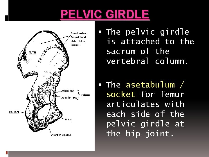PELVIC GIRDLE The pelvic girdle is attached to the sacrum of the vertebral column.
