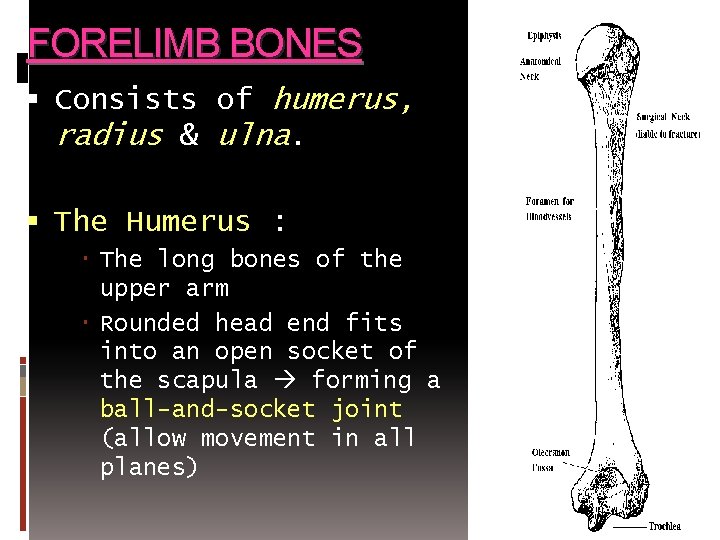 FORELIMB BONES Consists of humerus, radius & ulna. The Humerus : The long bones