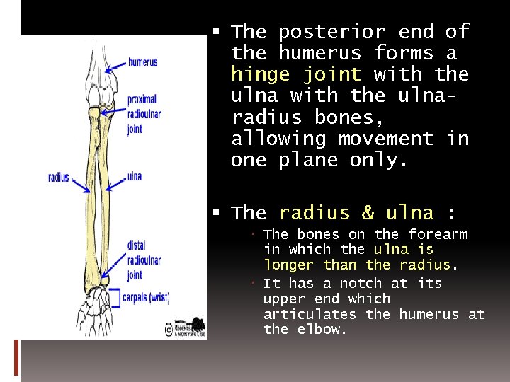 The posterior end of the humerus forms a hinge joint with the ulnaradius