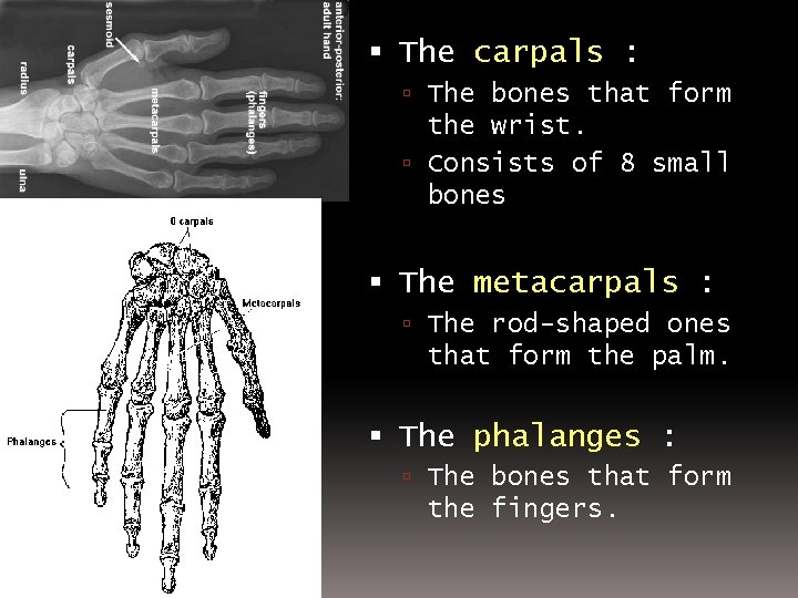  The carpals : The bones that form the wrist. Consists of 8 small