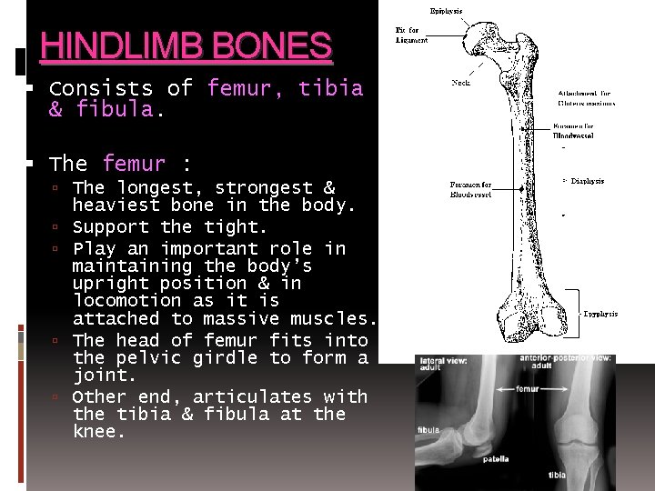 HINDLIMB BONES Consists of femur, tibia & fibula. The femur : The longest, strongest