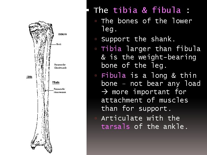  The tibia & fibula : The bones of the lower leg. Support the