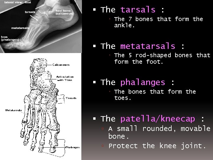  The tarsals : The 7 bones that form the ankle. The metatarsals :