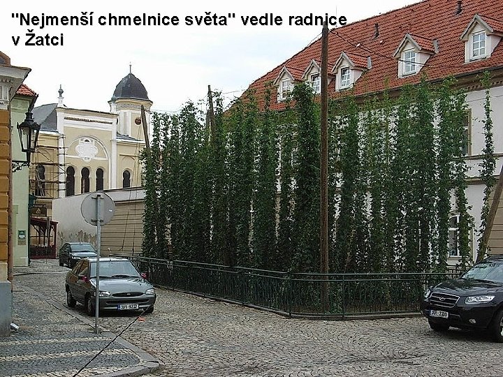 "Nejmenší chmelnice světa" vedle radnice v Žatci 