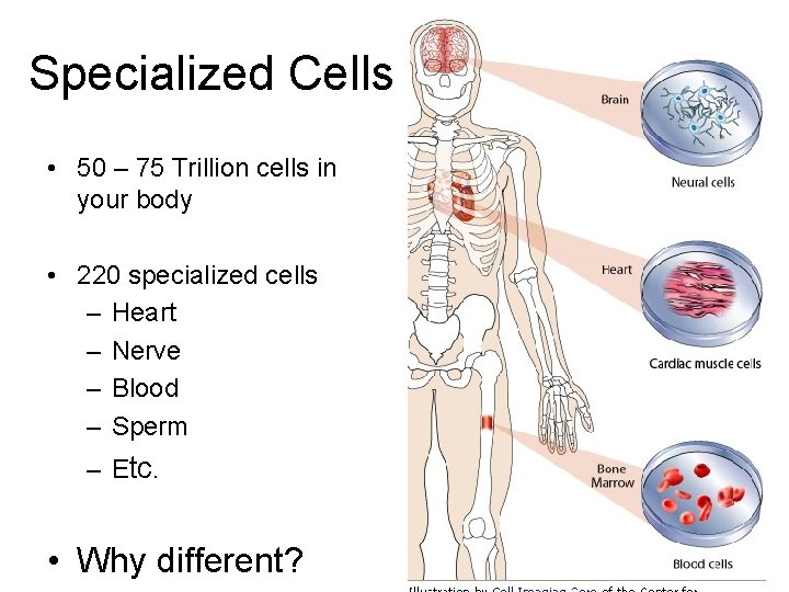 Specialized Cells • 50 – 75 Trillion cells in your body • 220 specialized Specialized Cells • 50 – 75 Trillion cells in your body • 220 specialized