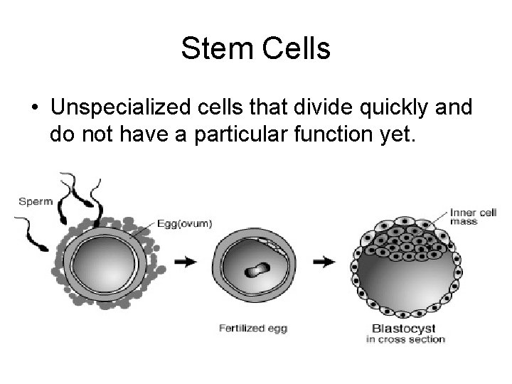 Stem Cells • Unspecialized cells that divide quickly and do not have a particular Stem Cells • Unspecialized cells that divide quickly and do not have a particular