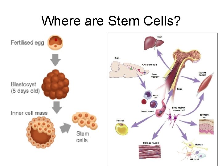 Where are Stem Cells? 