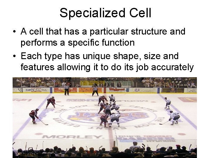 Specialized Cell • A cell that has a particular structure and performs a specific