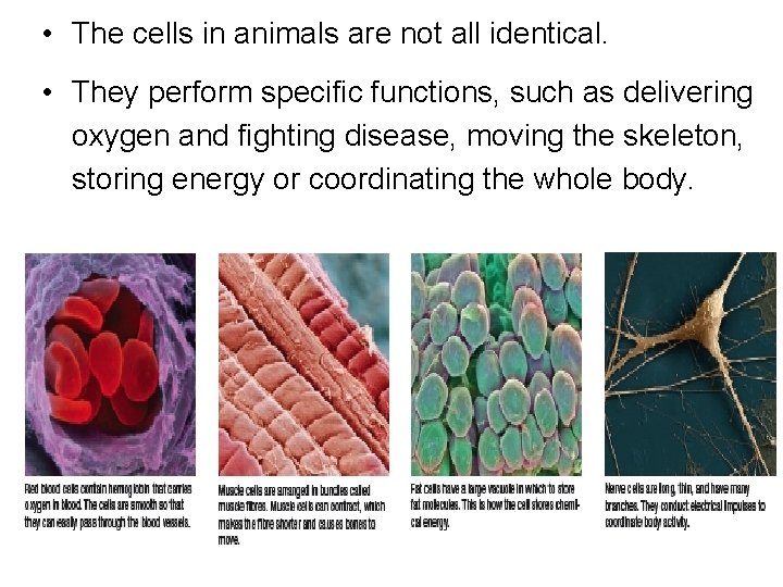  • The cells in animals are not all identical. • They perform specific