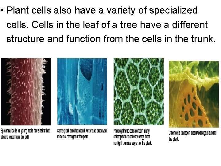  • Plant cells also have a variety of specialized cells. Cells in the