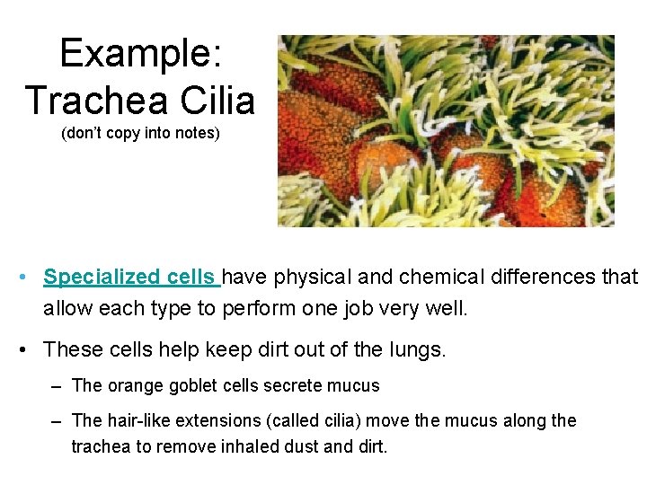 Example: Trachea Cilia (don’t copy into notes) • Specialized cells have physical and chemical