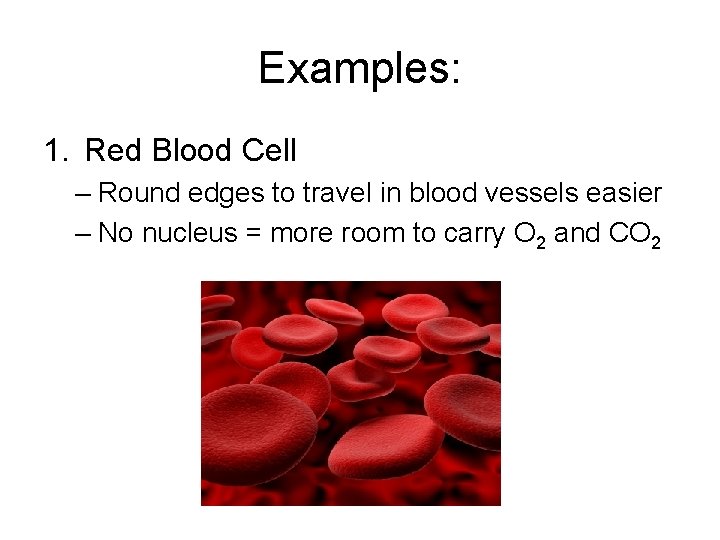 Examples: 1. Red Blood Cell – Round edges to travel in blood vessels easier