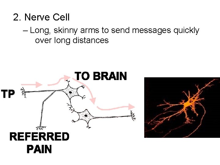 2. Nerve Cell – Long, skinny arms to send messages quickly over long distances