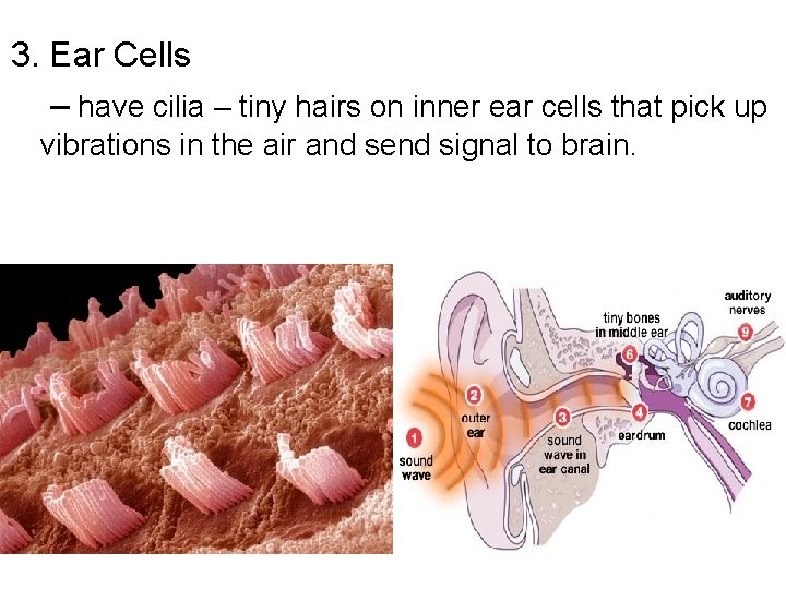 3. Ear Cells – have cilia – tiny hairs on inner ear cells that