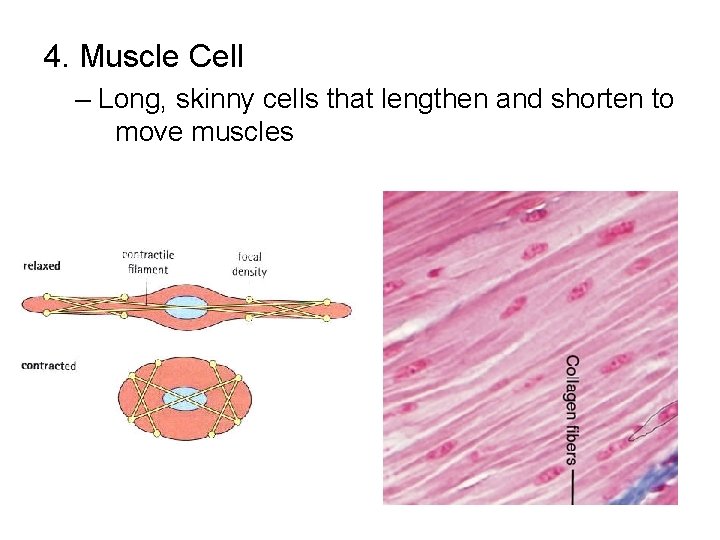 4. Muscle Cell – Long, skinny cells that lengthen and shorten to move muscles