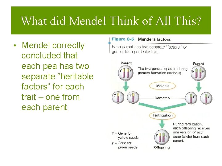 What did Mendel Think of All This? • Mendel correctly concluded that each pea