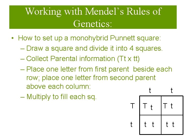 Working with Mendel’s Rules of Genetics: • How to set up a monohybrid Punnett